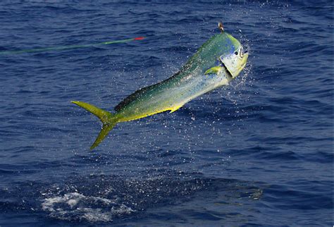 Dolphin fish mahi - Popular with anglers looking for Dolphin (Mahi Mahi) fishing charters in Islamorada. You’ll start out on a 21’ Parker performance fishing boat that will provide a safe and comfortable trip to the fishing grounds. It runs on a 200 HP Yamaha engine and can accommodate up to 4 guests. The boat has got modern navigation systems, …